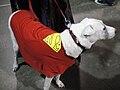 Krypto, Long Beach Comic & Horror Con 2011