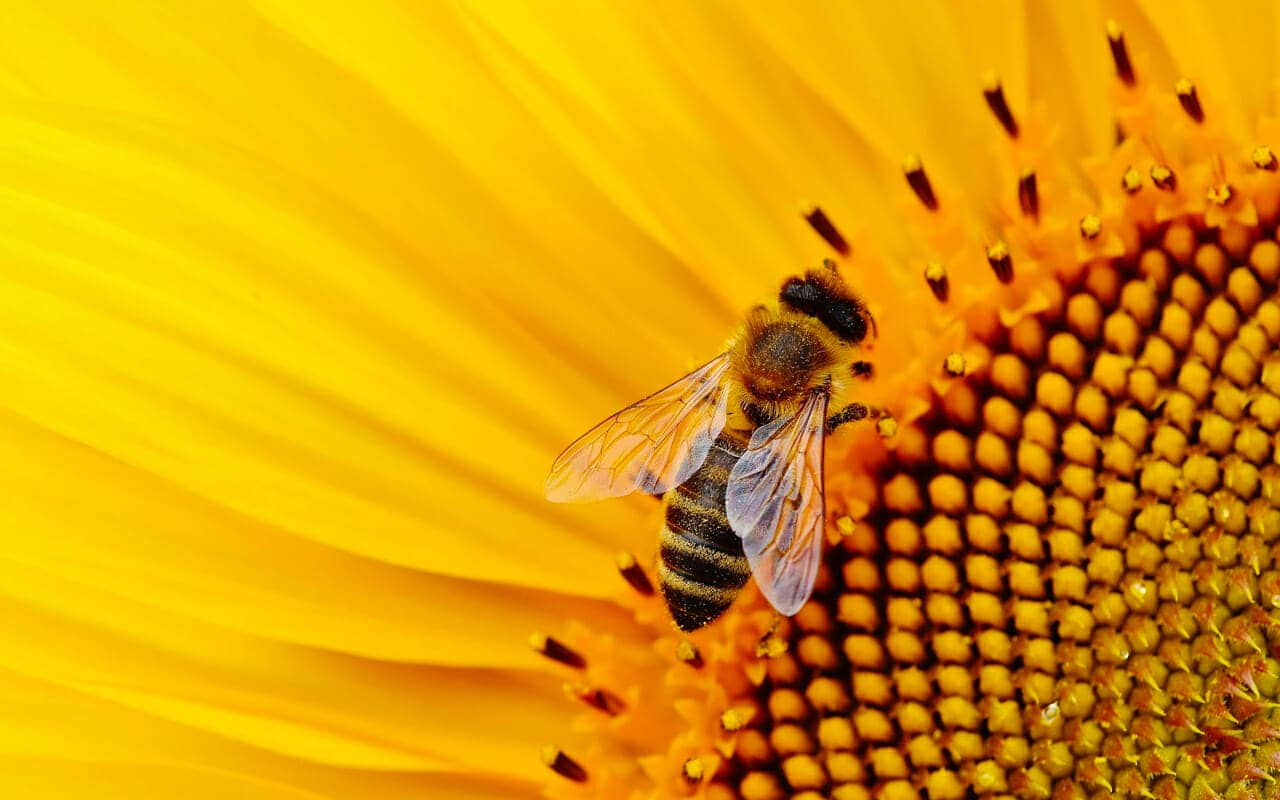 a bee on a sunflower