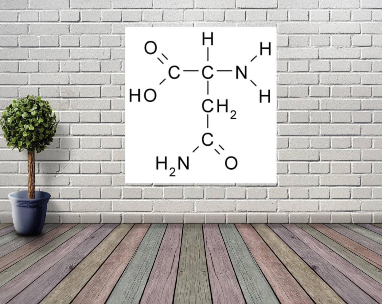 asparagine fischer projection