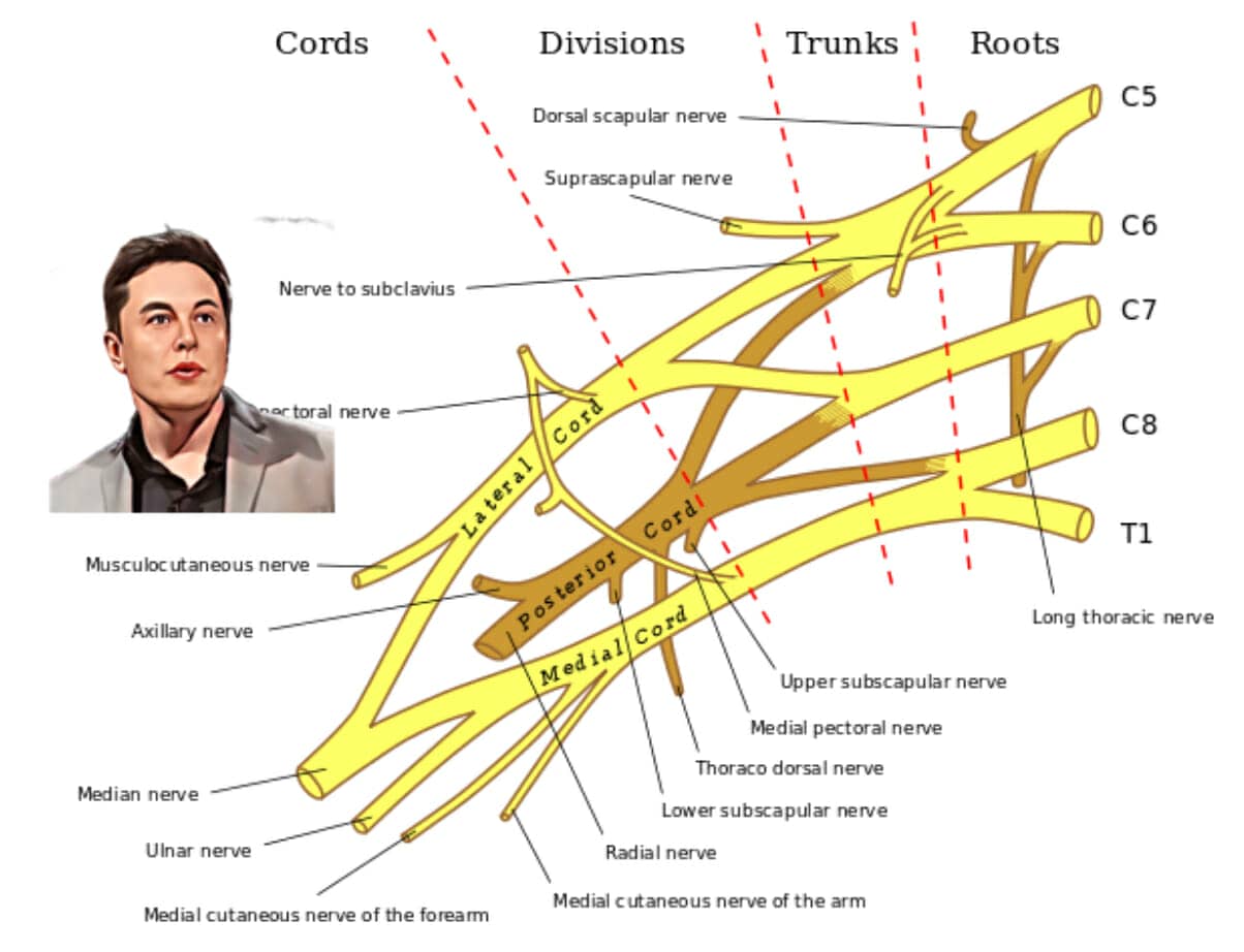 brachial plexus nerves mnemonic example for the musculocutaneous nerve