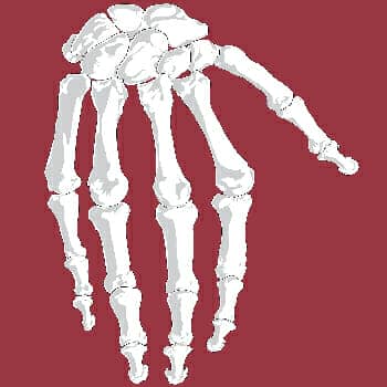 how to remember carpal bones feature image of the hand bones