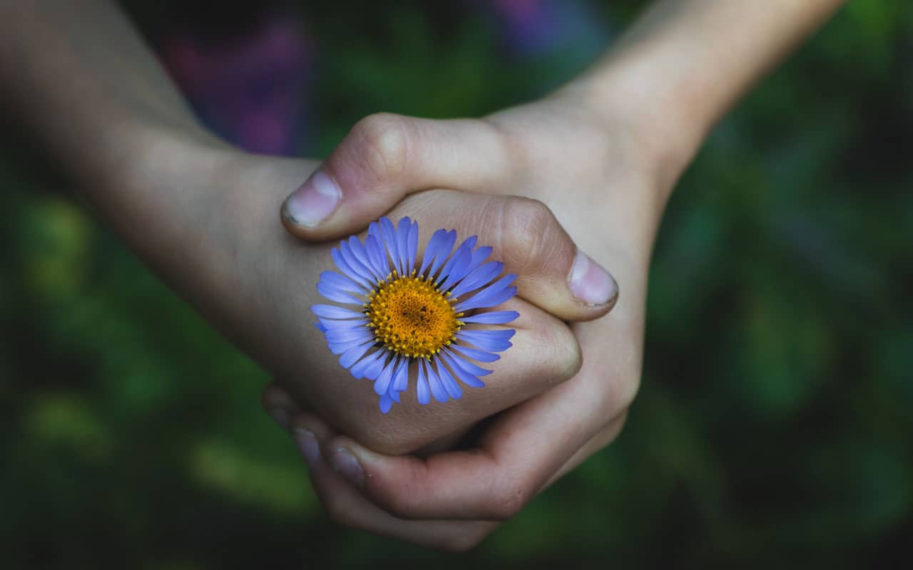 A fist closed around a blue flower. Physical calibration can help you focus on tasks.