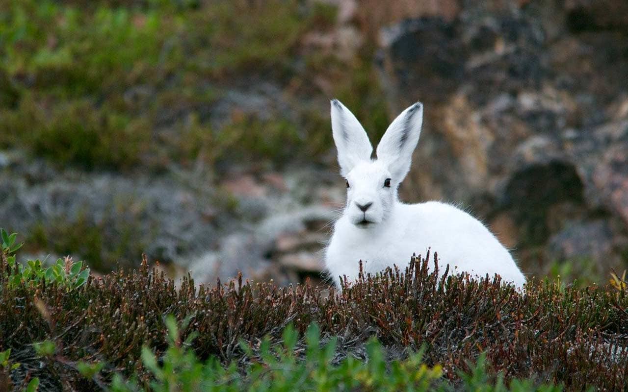 A white arctic hare, with giant upright ears, sits in an open area. As solar system mnemonics go, you can use the hare's ears to remember the planet Earth.