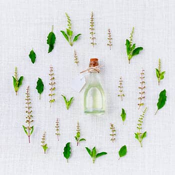 herbs for memory and focus feature image