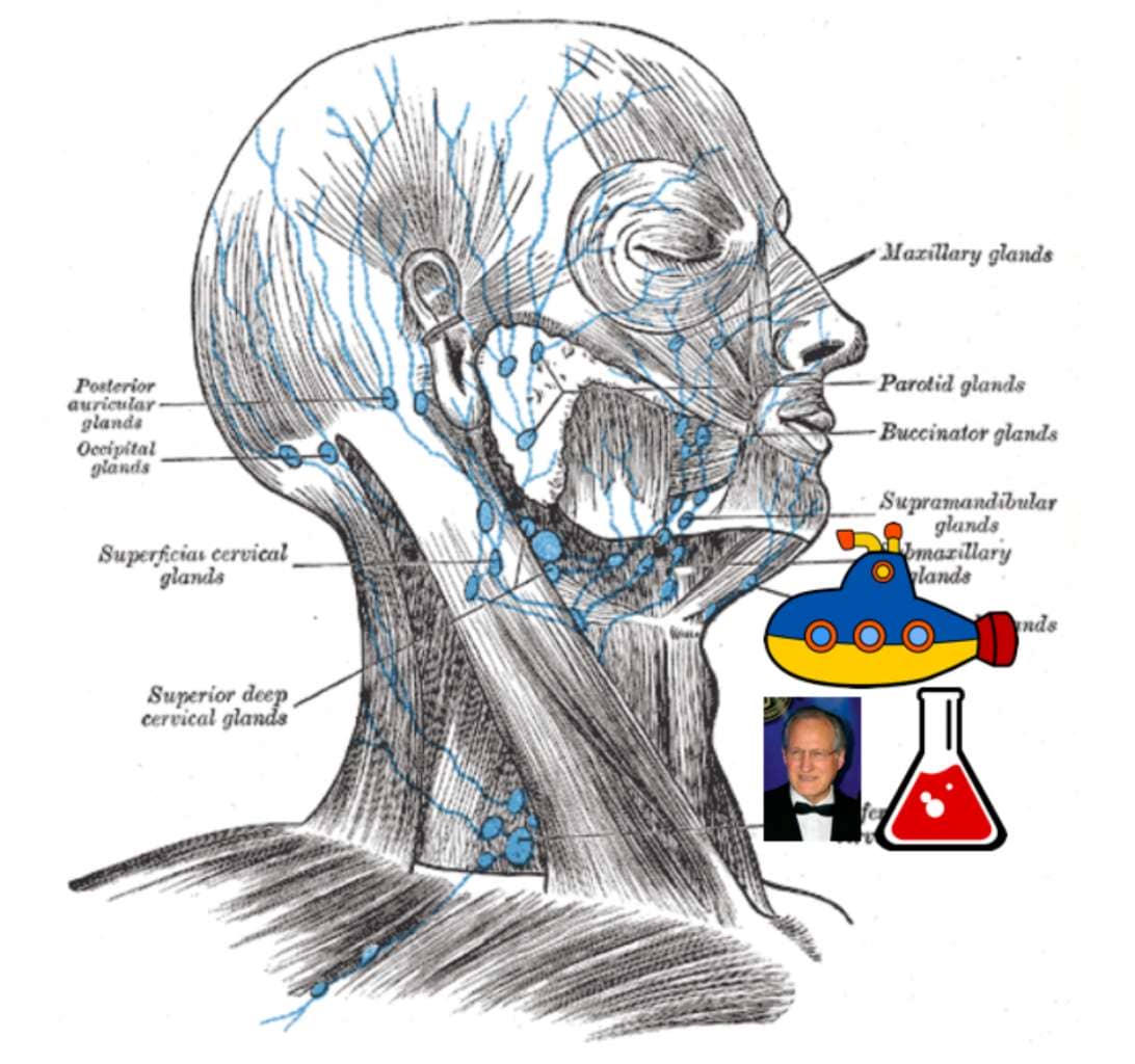 mnemonic example for submandibularlymph nodes