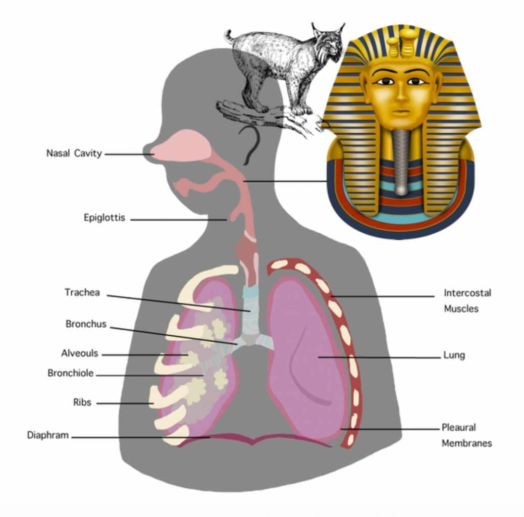 mnemonic example for the respiratory system