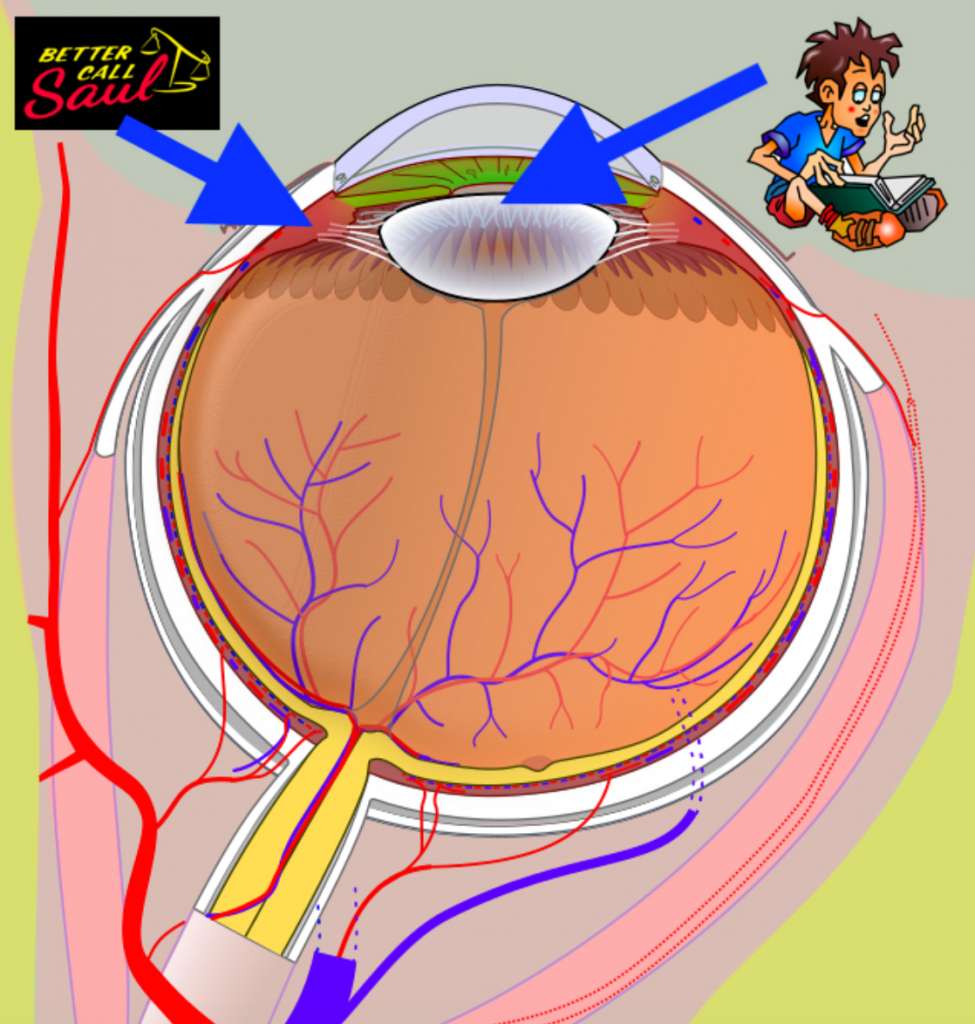 mnemonic example for pupil and ciliary body