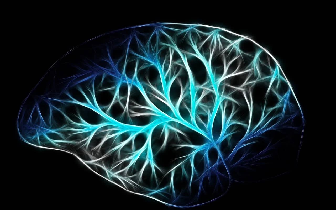 neurons in human brain
