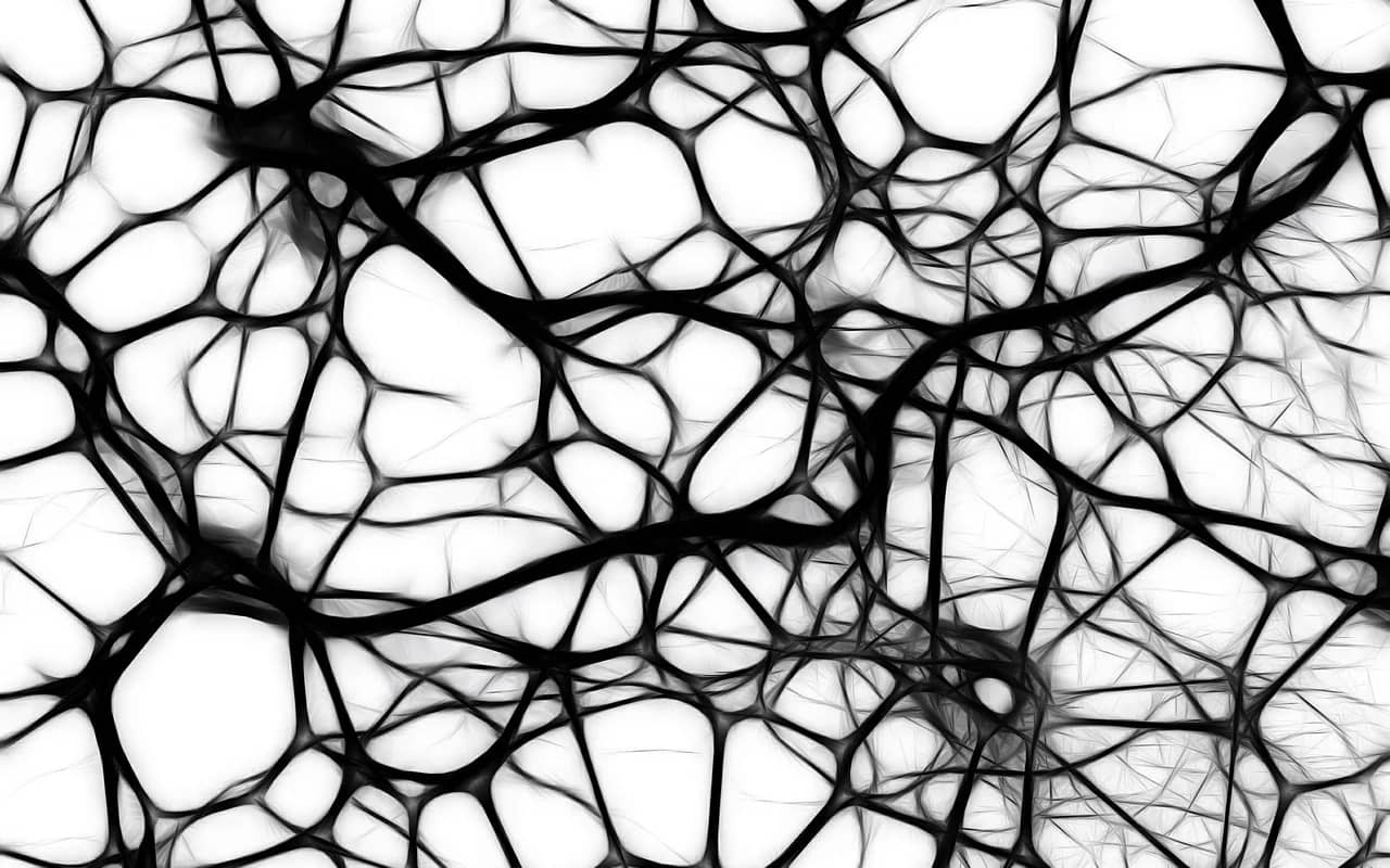 neurons