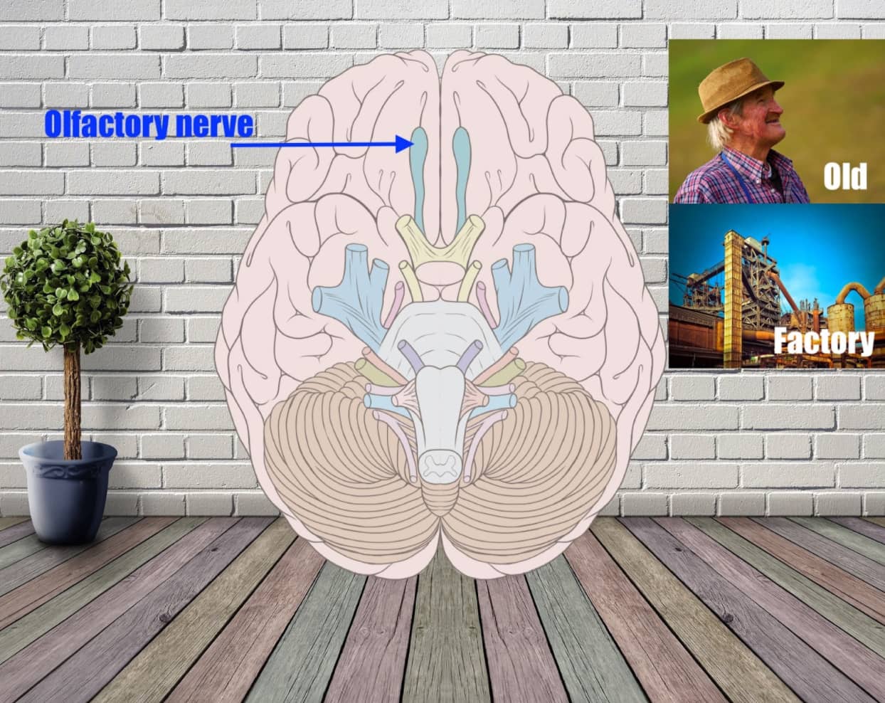 olfactory nerve mnemonic example