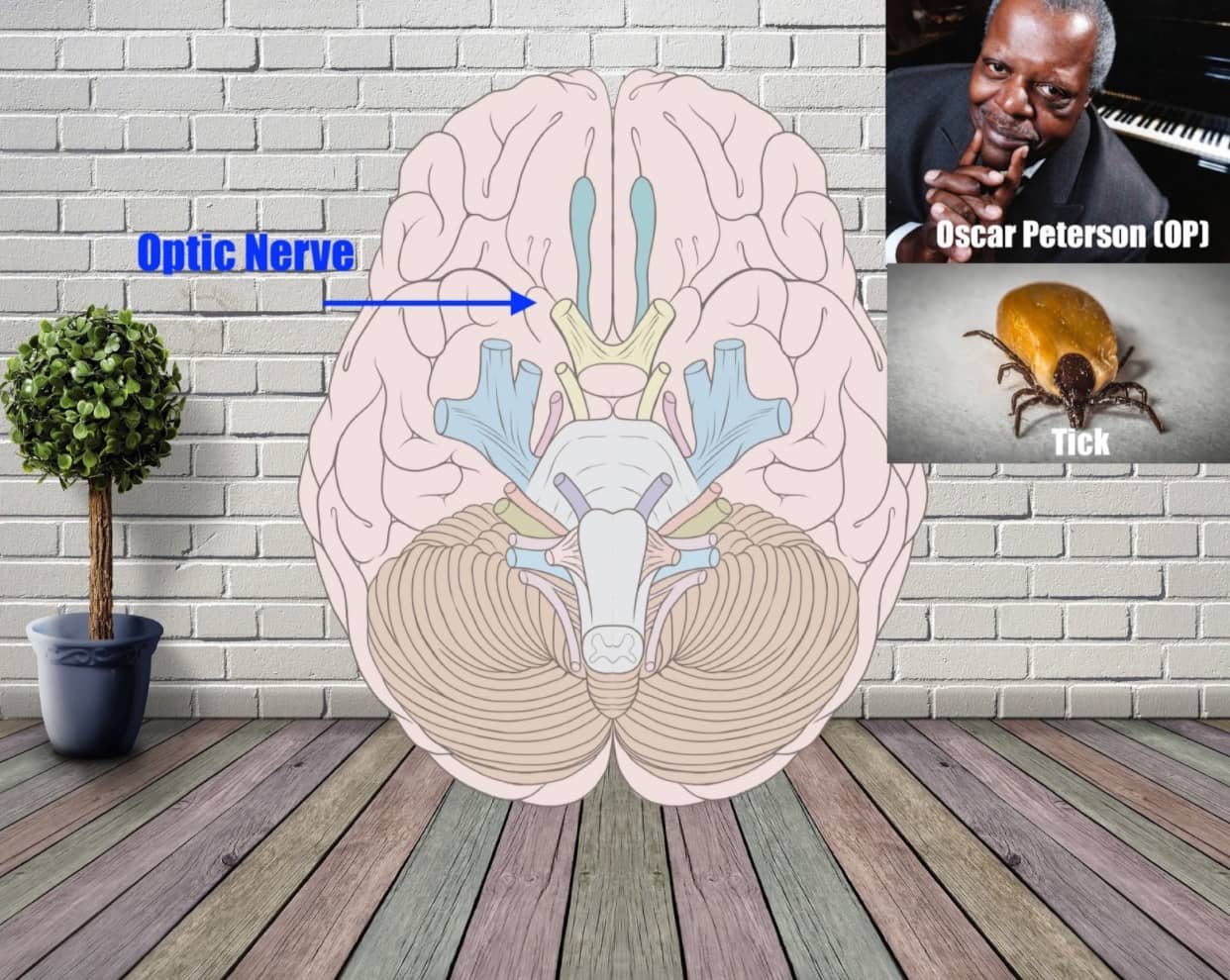optical nerve mnemonic example