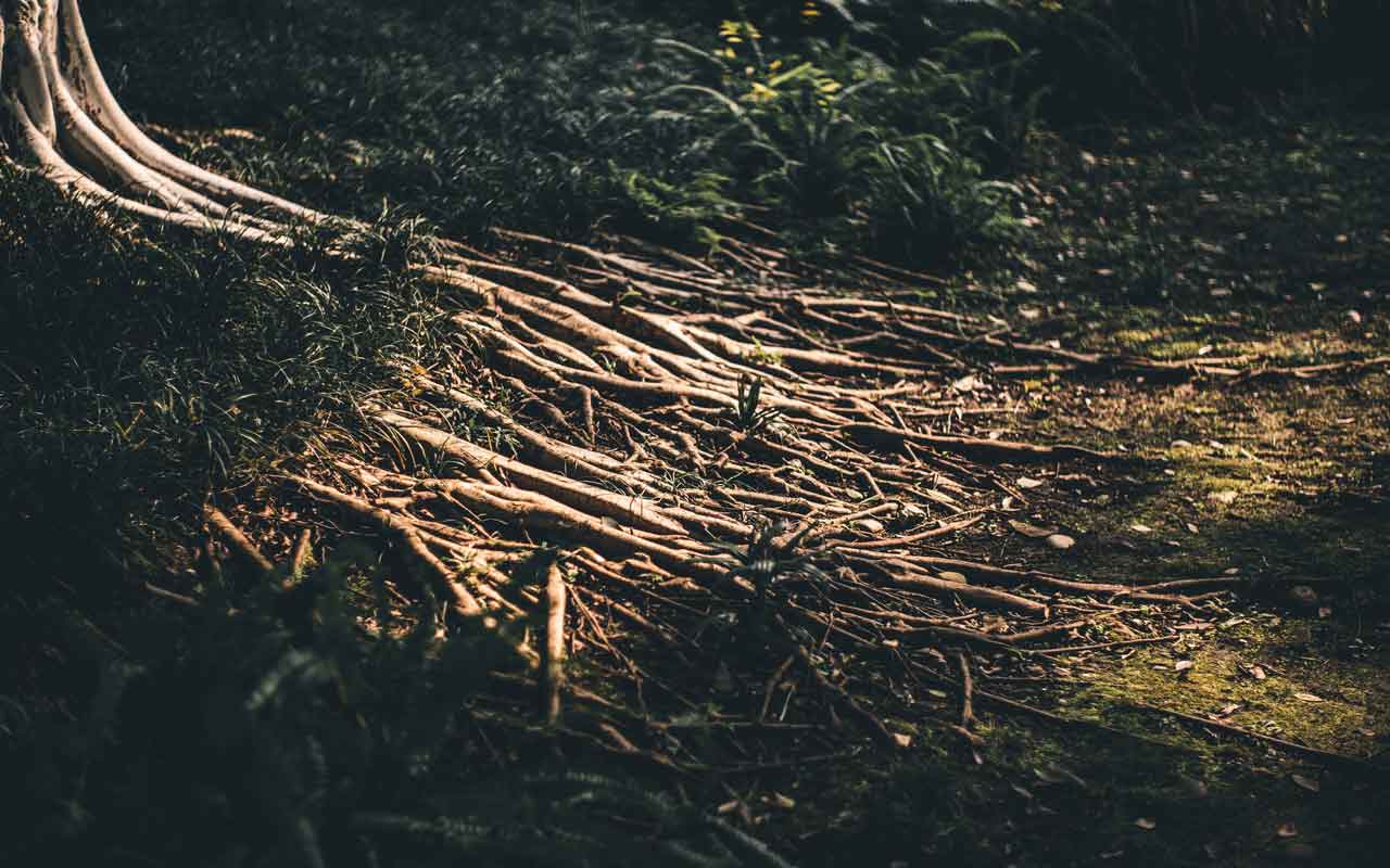 Above-ground tree roots spread out from the base of a tropical tree.