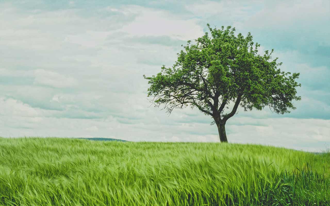 A tree in a field, an example of one of the items used in Professor Doolittle’s TED talk.